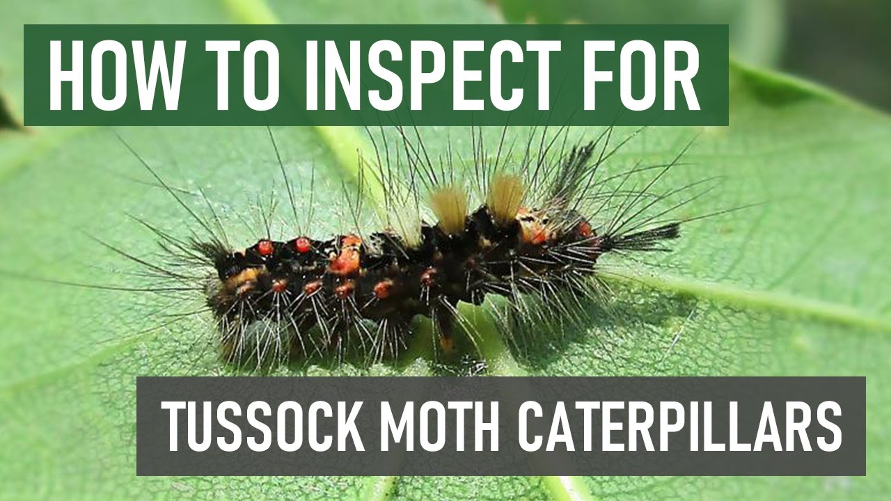 Eliminating Tussock Moth Caterpillars: Effective Methods & Tips