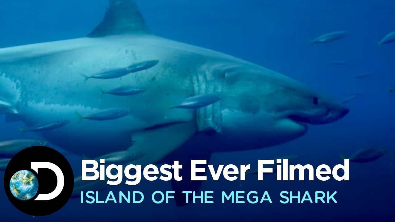 how big is a big white shark