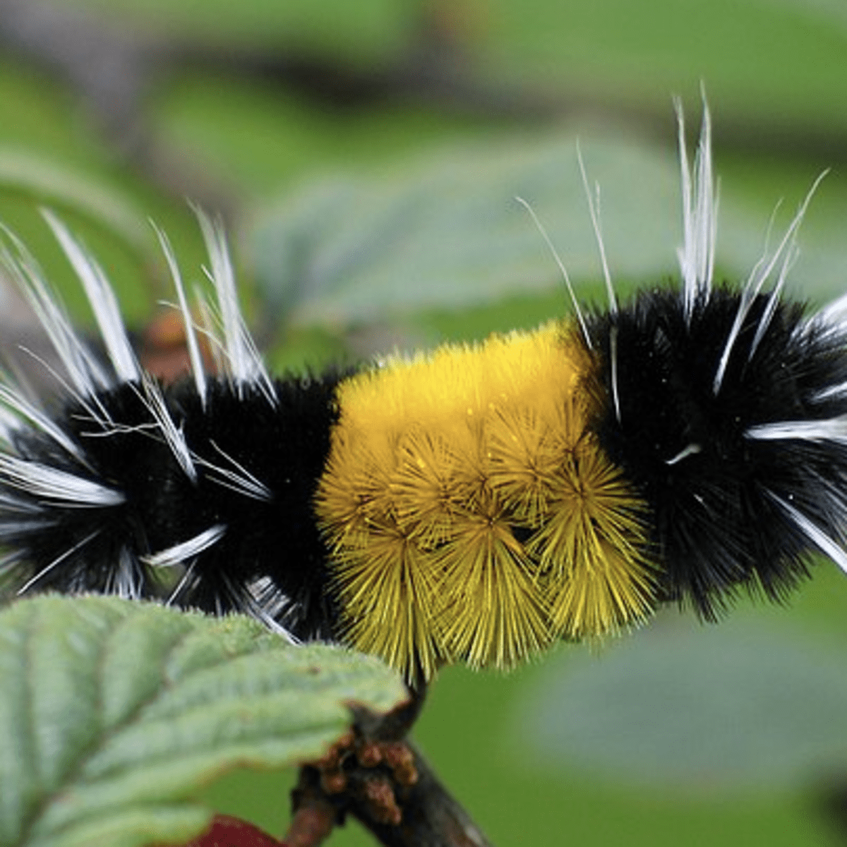 Spiky Yellow and Black Caterpillar: A Fascinating Creature